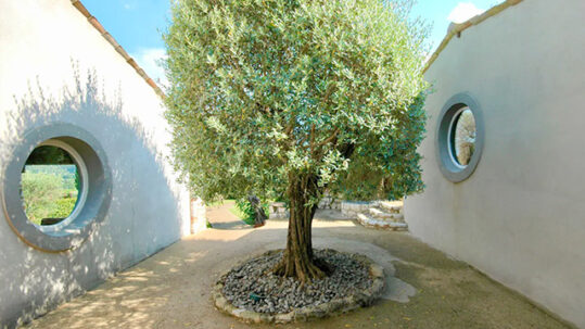 L'olivier de la Villa Méditerranée by Archipel